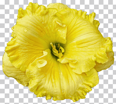 Oh tan soleado Daylily png