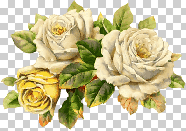vita och gula blommor vektorkonst png
