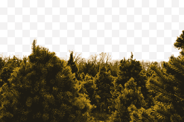 verdes pinos jóvenes en vivero png