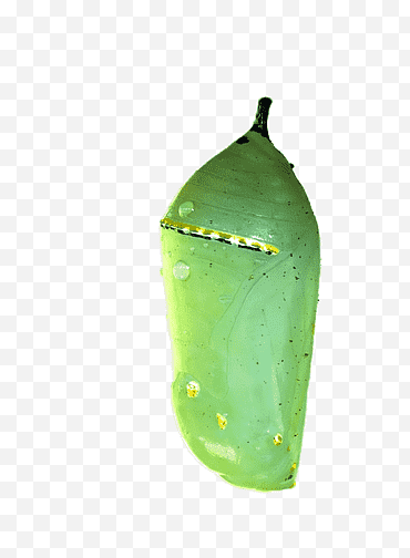 Monarch Butterfly Cocoon, serangga hijau dalam foto close-up png
