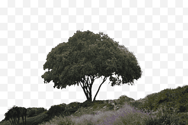 Fondo de paisaje de ladera prefabricado, árbol de hojas verdes bajo nubes blancas png