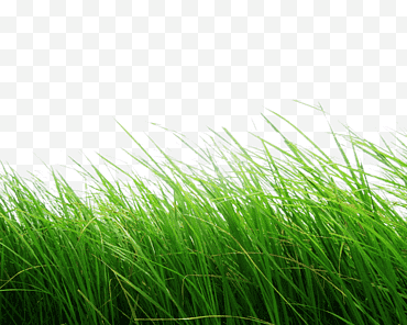 groen gras veel close-up fotografie png