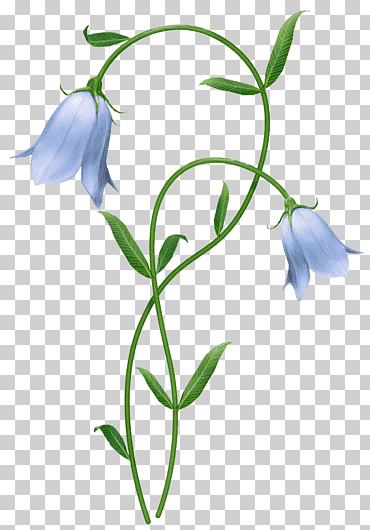 dua grafik bunga biru png