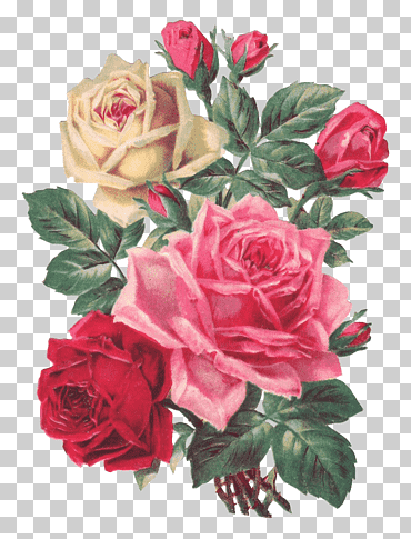 roses rouges et blanches png